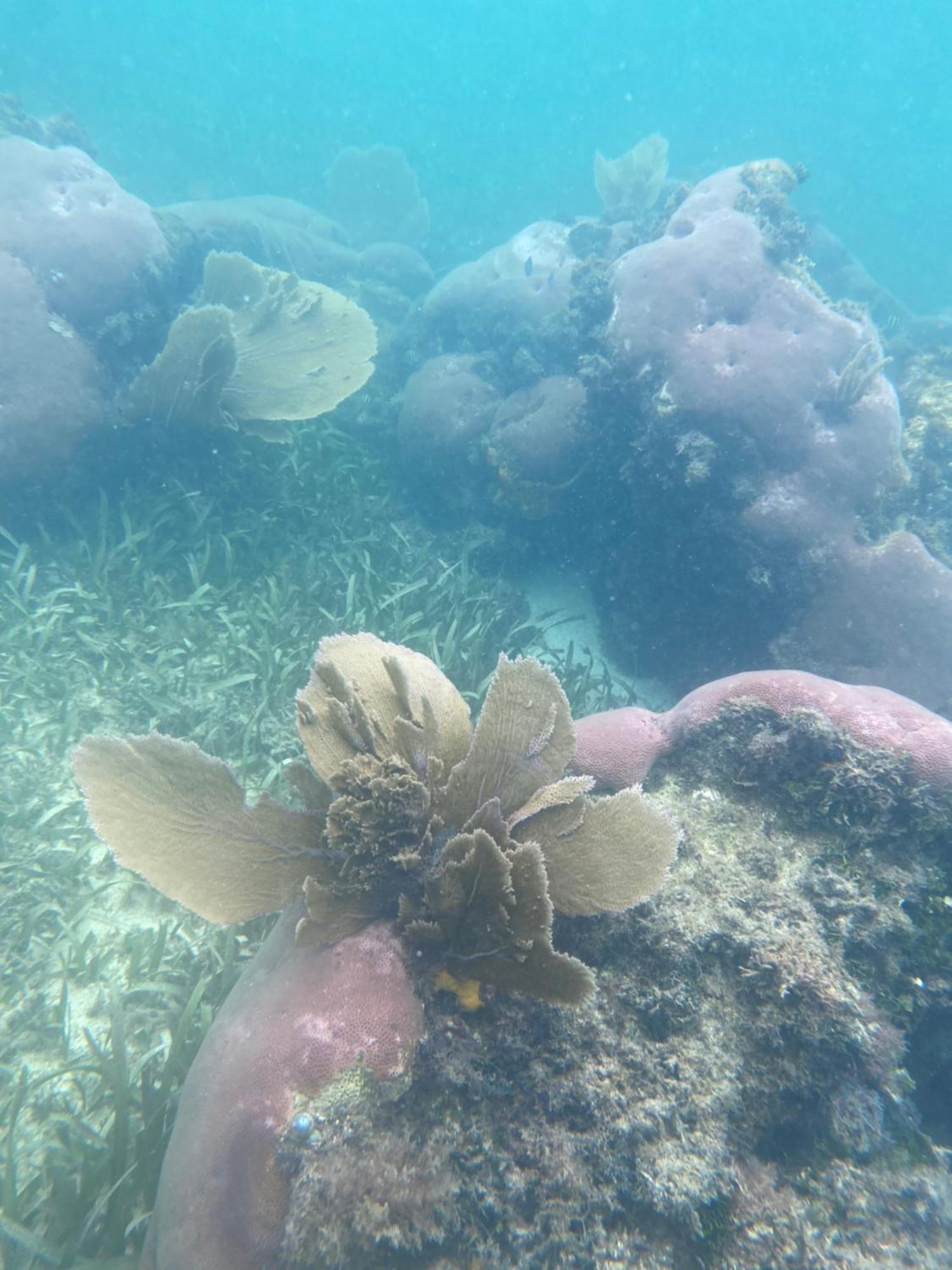 Coral Cove Inn Maya Beach Luaran gambar